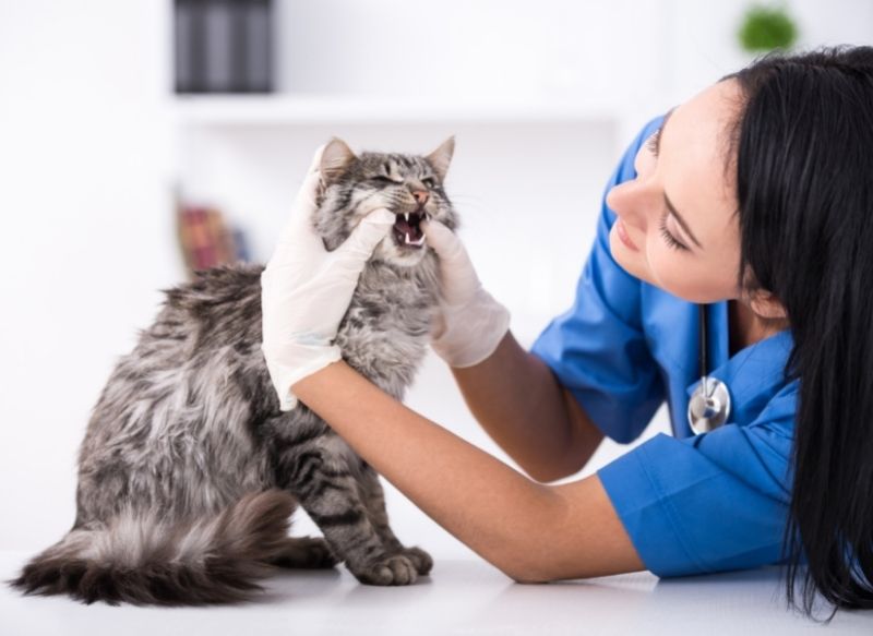 Vet Nurses