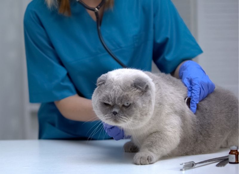 Pet sick