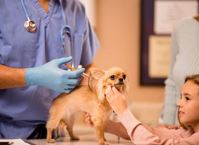 pet vaccines