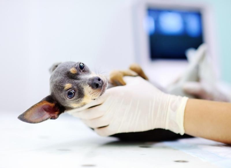 Busselton Vet Ultrasound Section 2