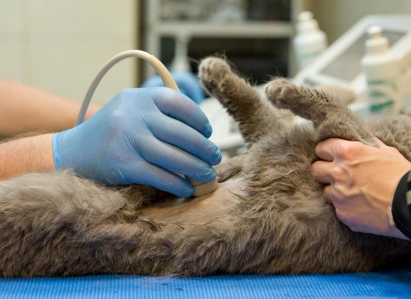 Busselton Vet Ultrasound Section