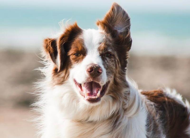Busselton Vet Ultrasound white and brown dog at the beach