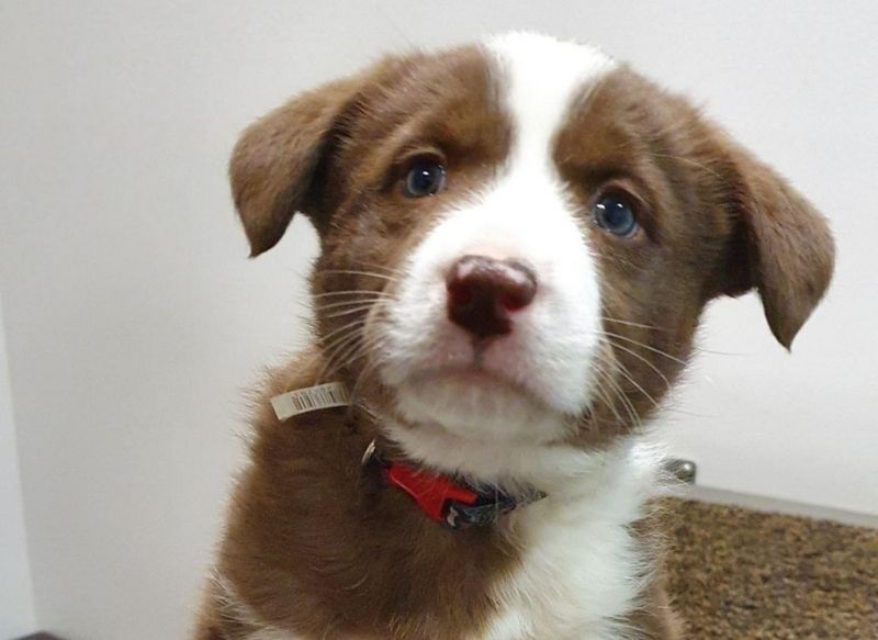 New Puppy Form