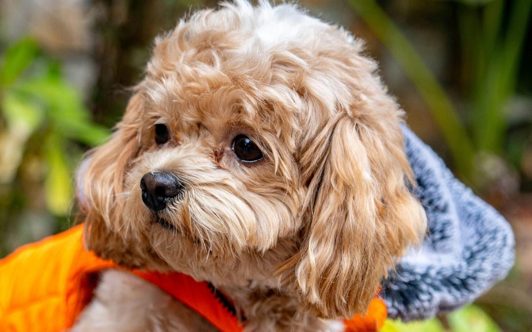 Adorable Shih Poo Dog in Vibrant Winter Jacket Adorable Shih Poo Dog in Vibrant Winter Jacket